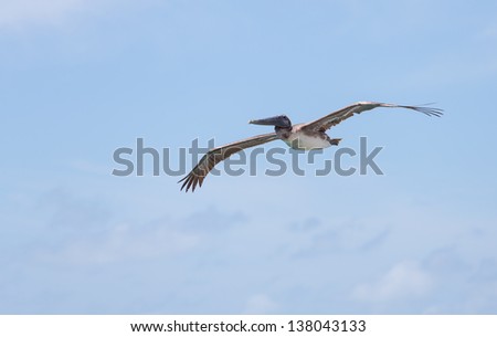 Brown Pelican soaring over Marathon Key in the Florida Keys