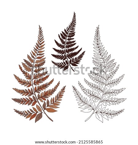 Similar – Image, Stock Photo Fern in autumn Fern leaf