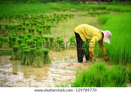 make the rice farm