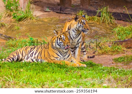 Behavior of the Tiger the breeding period