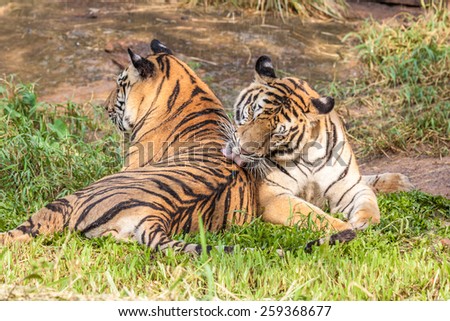 Two tigers lying on green grass in the zoo.
