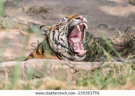 Tiger mouth open