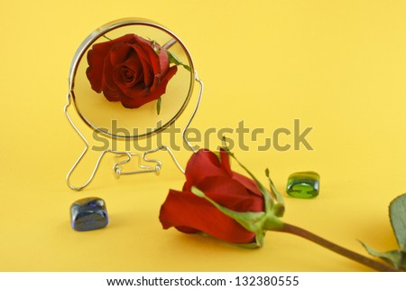 flower and reflection in a mirror on a yellow background