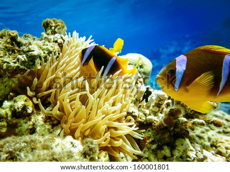 Clown fish with wind flower underwater