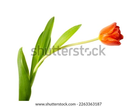 Similar – Foto Bild Tulpe orange Pflanze