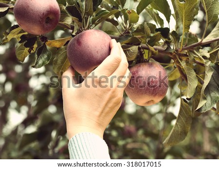 Woman hand picking a red ripe apple, retro grunge photo