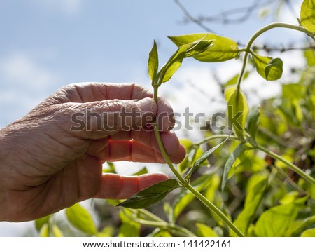Gardener\'s hand holding a young creeping plant with blue background. Senior woman