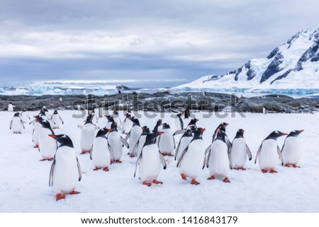 Group of curious Gentoo Penguin staring at camera in Antarctica, creche or waddle of juvenile seabird on glacier, colony in Antarctic Peninsula, snow and ice landscape