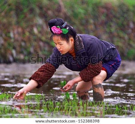 GUIZHOU, CHINA - APRIL 18: Spring field work in rice fields of China, April 18, 2010. Woman with rose in her hair, stands knee-deep in water, and is holding rice seedlings. Xijiang, Leishan County.