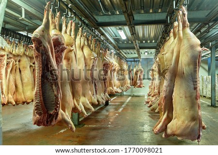 Slaughterhouse or butchery, halves of pork carcasses hanging on hooks in a cold storage warehouse. Frozen red meat in the refrigerator. Products of the food industry and livestock, Butcher's Shop. Сток-фото © 