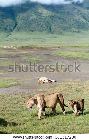 TANZANIA, NGORONGORO CONSERVATION AREA - FEBRUARY 13, 2008: Young lion, goes for his mother lioness in the National Park of Tanzania, Ngorongoro.
