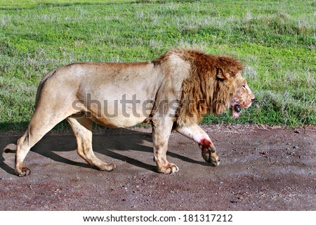 TANZANIA, NGORONGORO CONSERVATION AREA - FEBRUARY 13, 2008: Wild African lion walking along the road on a sunny day. Satiated lion returned from successful hunt, muzzle and paws stained with blood.