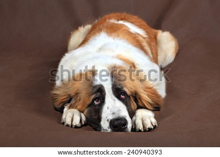 Sad breed dog Saint Bernard is resting, lying down, resting his head on his paws, studio photo on a brown background.