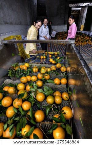 Yangshuo, Guangxi, China - March 31, 2010: Fruit handling systems, oranges on a conveyor belt, women farmers work on the processing of citrus crop, Farm products, the production of Chinese oranges.