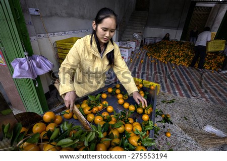 Yangshuo, Guangxi, China - March 31, 2010: Fruit handling systems, Many oranges on a conveyor belt, girl sorted harvest.