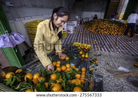 Yangshuo, Guangxi, China - March 31, 2010: Fruit handling systems, Oranges being washed sorted and graded after harvest in a packing house near Guilin. Girl works for an orange farm.