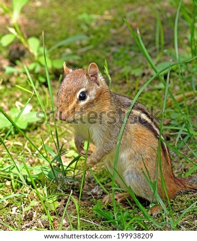Closeup of a chipmunk as he is looking around after he came out of his hole.