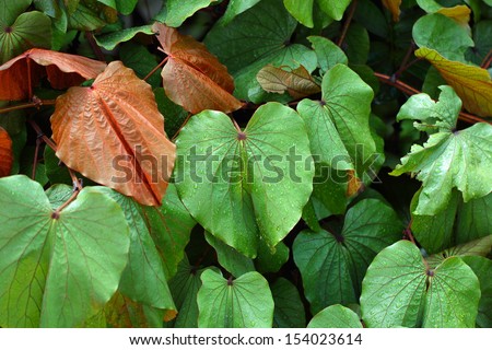 Bauhinia aureifolia (Golden leaf, Very rare plant species that can only be found in Thailand)