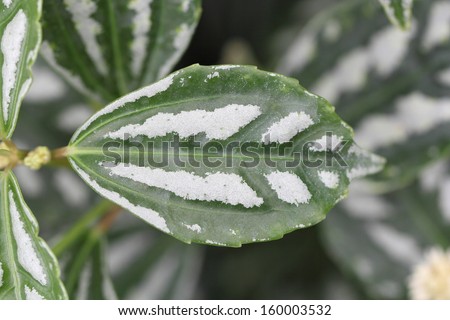 aluminum plant also known as Watermelon pilea (Pilea cadierei)