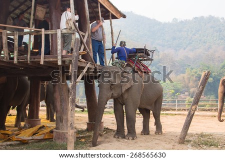CHIANGRAI - THAILAND, 07 Mar 2015 : Unidentified tourists step on the elephant with elephant tamer at the elephant camp, North of Thailand. Mar 2015 in Chiangrai, Thailand.
