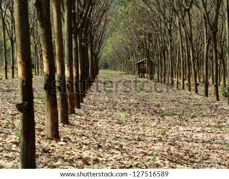 Rows of tapped rubber trees at a rubber estate in Thailand