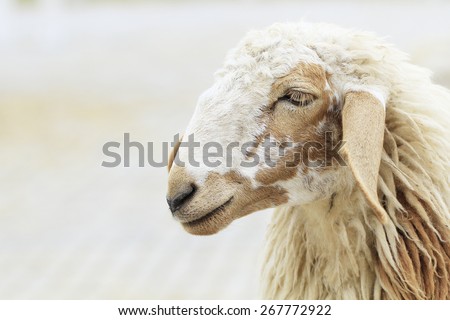 close up sheep face