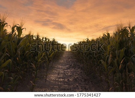 Similar – Image, Stock Photo Path between two corn fields in the evening sun