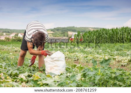 boy is picking up the cucumbers