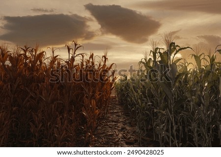 Similar – Image, Stock Photo Path between two corn fields in the evening sun