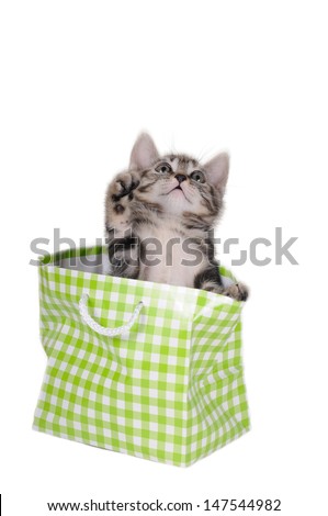 tabby kitten in green and white checkered bag