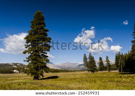 A Tree at Tioga Road.Tioga Pass is a mountain pass in the Sierra Nevada mountains of California. State Route 120 runs through it, and serves as the eastern entry point for Yosemite National Park.