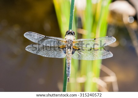 A dragonfly of the family Libellulidae found frequently throughout Europe, Asia, and North America.
