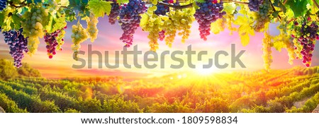 Similar – Image, Stock Photo Plantation of green vineyards under blue sky on farmland