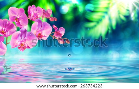 orchid in zen garden with dew on pond