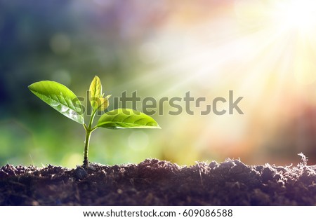 Image, Stock Photo Spring sprouts of a pine in the forest.