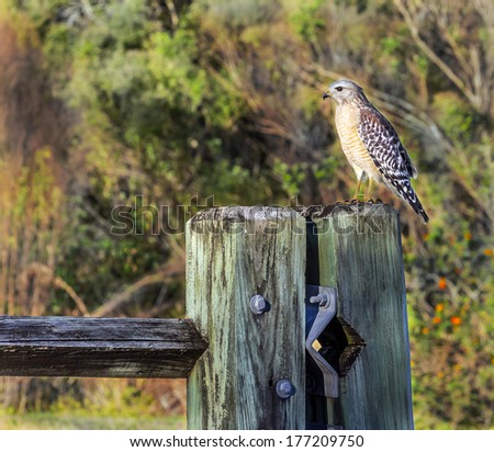 Red Shouldered Hawk sitting on a fence post