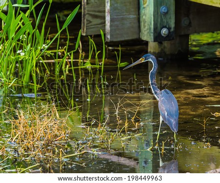 A Tricolored Heron wades in the shallow water amongst vegitation in search of food.