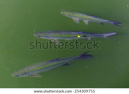 Three Juvenile Tarpon fish rest in warm water of an estuary