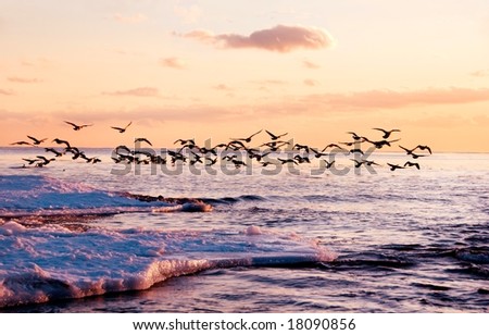 Canadian geese flying on  Lake Ontario