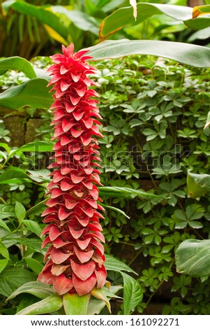 Indonesian Wax Ginger or Pineapple Ginger (Tapeinochilos ananassae) has long, smooth, lance-shaped leaves are arranged on the stem in an inward-curving spiral