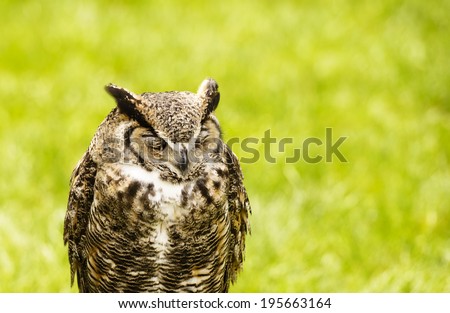 The great horned owl (Bubo virginianus), also known as the tiger owl, is a large owl native to the Americas.
