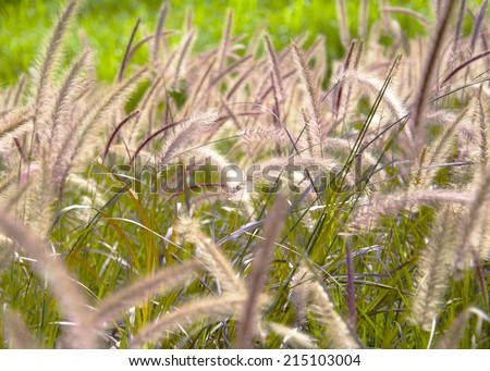 The Grass \'Purple Fountain Grass\', Pennisetum setaceum, is a fast growing, clump grass. It has purple foliage and purple foxtail-like flowers. This plant is only an annual in northern climates.