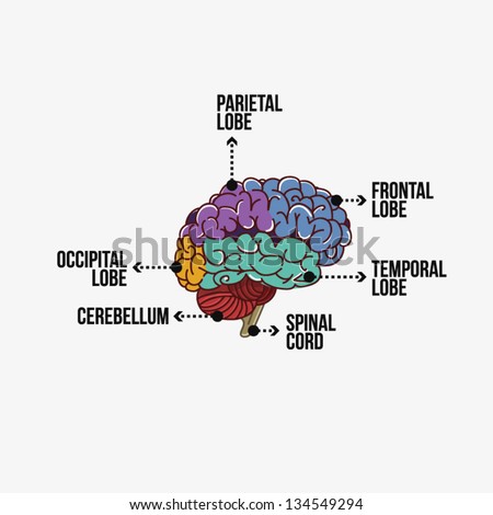 Parts Of The Brain With Labeling - Isolated Stock Vector Illustration ...