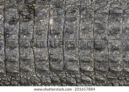 crocodile black skin texture.Shot in Thailand