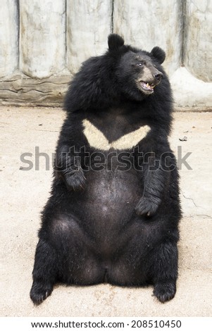 Asiatic black bear, Tibetan black bear,Ursus thibetanus.Sitting bear