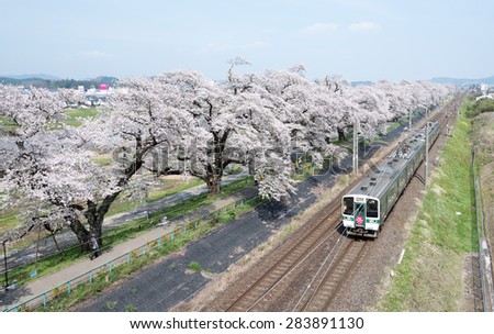 MIYAGI,JAPAN - APRIL 16 :View of cherry blossoms and trains in Hitome Senbon Sakura near Shiroishi River , Japan on April 16, 2014.