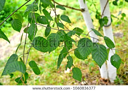 Birch useful (Himalaya) (Betula utilis D.Don), a branch with leaves against the background of a trunk Photo stock © 
