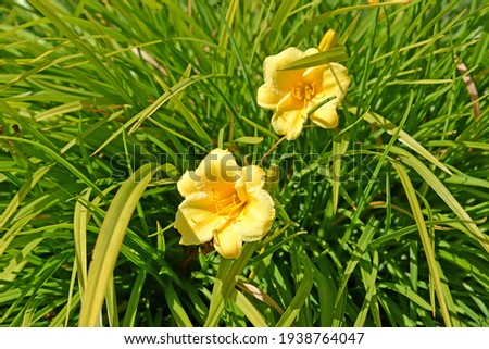 Linen yellow of Stella-de-Oro variety (Hemerocallis lilioasphodelus L.). Blossoming Stok fotoğraf © 