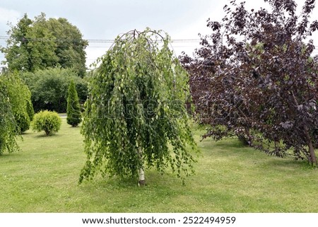 Image, Stock Photo Weeping birch in the morning winter sun