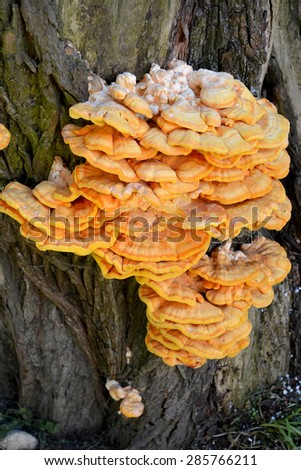 Tinder fungus sulfur-yellow (Laetiporus sulphureus (Bull.) Murrill) on a tree trunk